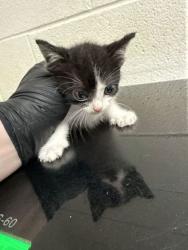 Shelter Stray Female Cat last seen Near White Oak Ln, Knox County GP, TN, 3201 Division St, Knoxville, TN 37919, USA