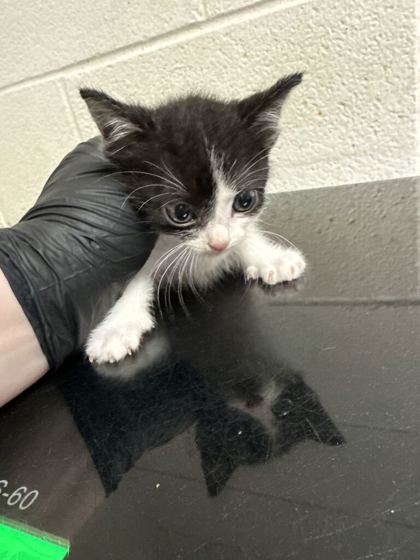 Shelter Stray Female Cat last seen Near White Oak Ln, Knox County GP, TN, 3201 Division St, Knoxville, TN 37919, USA