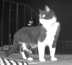 Found/Stray Unknown Cat last seen Sleepy Hollow Dr, Danbury, CT 06810
