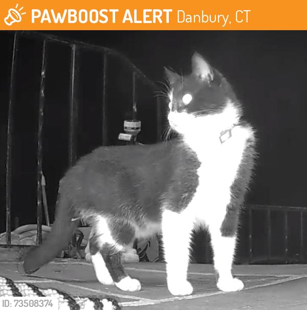 Found/Stray Unknown Cat last seen Sleepy Hollow Dr, Danbury, CT 06810