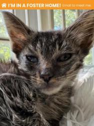 Shelter Stray Female Cat last seen Near N. Patterson Park Ave, 21213, MD, 2490 Giles Rd, Baltimore, MD 21225, USA