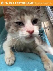 Shelter Stray Female Cat last seen Near N. Patterson Park Ave, 21213, MD, 2490 Giles Rd, Baltimore, MD 21225, USA
