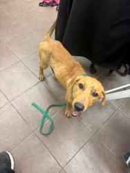 Shelter Stray Female Dog last seen Near Blk of cleburne station, District 1 - North Cleburne,, 2375 Service Dr, Cleburne, TX 76033, USA