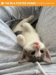 Shelter Stray Male Cat last seen Near Eldone Rd, 21229, MD, 2490 Giles Rd, Baltimore, MD 21225, USA
