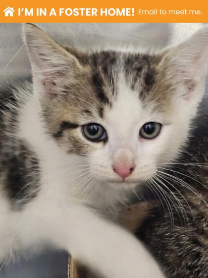 Shelter Stray Male Cat last seen Near Woodlea Ave, 21206, MD, 2490 Giles Rd, Baltimore, MD 21225, USA