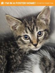 Shelter Stray Male Cat last seen Near Woodlea Ave, 21206, MD, 2490 Giles Rd, Baltimore, MD 21225, USA