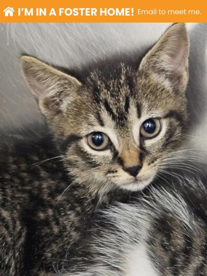 Shelter Stray Male Cat last seen Near Woodlea Ave, 21206, MD, 2490 Giles Rd, Baltimore, MD 21225, USA