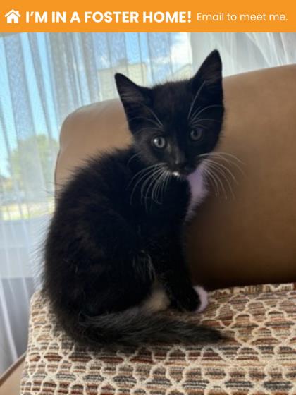 Shelter Stray Male Cat last seen Near Virginia Ave, 21215, MD, 2490 Giles Rd, Baltimore, MD 21225, USA