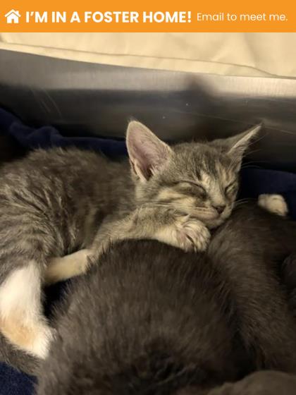 Shelter Stray Female Cat last seen Near Ritchie Hwy, 21225, MD, 2490 Giles Rd, Baltimore, MD 21225, USA
