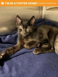 Shelter Stray Male Cat last seen Near Ritchie Hwy, 21225, MD, 2490 Giles Rd, Baltimore, MD 21225, USA