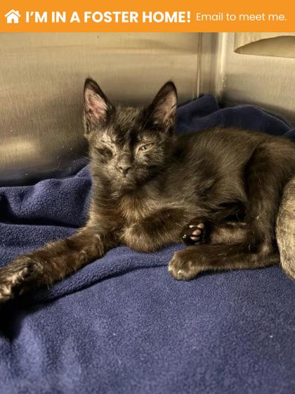 Shelter Stray Male Cat last seen Near Ritchie Hwy, 21225, MD, 2490 Giles Rd, Baltimore, MD 21225, USA