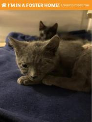 Shelter Stray Male Cat last seen Near Ritchie Hwy, 21225, MD, 2490 Giles Rd, Baltimore, MD 21225, USA