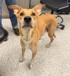 Shelter Stray Female Dog last seen Near Highland Ave, 64106, MO, 7077 Elmwood Ave, Kansas City, MO 64132, USA