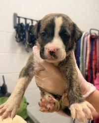 Shelter Stray Male Dog last seen Near Highland Ave, 64106, MO, 7077 Elmwood Ave, Kansas City, MO 64132, USA