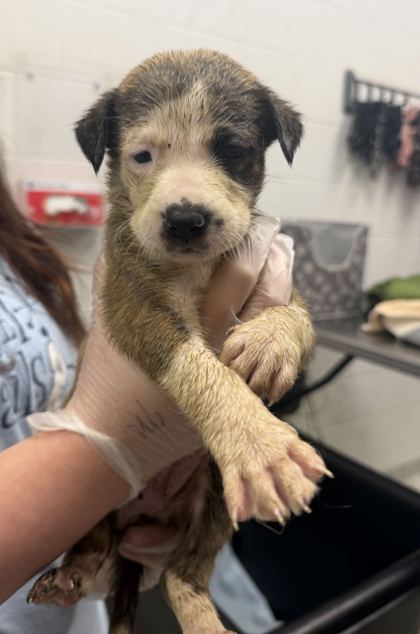 Shelter Stray Female Dog last seen Near Highland Ave, 64106, MO, 7077 Elmwood Ave, Kansas City, MO 64132, USA