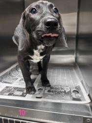 Shelter Stray Female Dog last seen 300N McDuffie St., 29621, Anderson City, SC, 1320 US-29, Anderson, SC 29626, USA