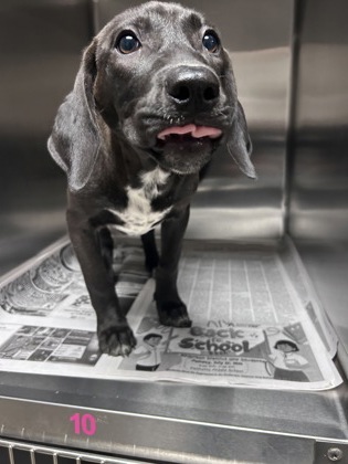 Shelter Stray Female Dog last seen 300N McDuffie St., 29621, Anderson City, SC, 1320 US-29, Anderson, SC 29626, USA