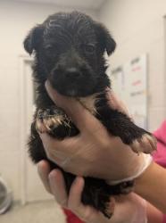 Shelter Stray Female Dog last seen Near Highland Ave, 64106, MO, 7077 Elmwood Ave, Kansas City, MO 64132, USA