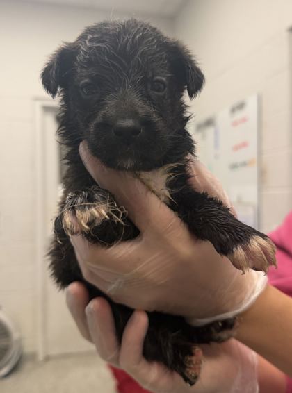 Shelter Stray Female Dog last seen Near Highland Ave, 64106, MO, 7077 Elmwood Ave, Kansas City, MO 64132, USA