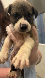 Shelter Stray Male Dog last seen Near Highland Ave, 64106, MO, 7077 Elmwood Ave, Kansas City, MO 64132, USA