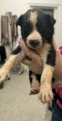 Shelter Stray Male Dog last seen Near Highland Ave, 64106, MO, 7077 Elmwood Ave, Kansas City, MO 64132, USA