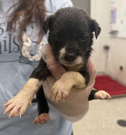 Shelter Stray Female Dog last seen Near Highland Ave, 64106, MO, 7077 Elmwood Ave, Kansas City, MO 64132, USA