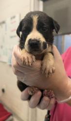 Shelter Stray Female Dog last seen Near Highland Ave, 64106, MO, 7077 Elmwood Ave, Kansas City, MO 64132, USA