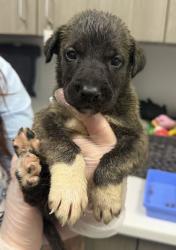 Shelter Stray Male Dog last seen Near Highland Ave, 64106, MO, 7077 Elmwood Ave, Kansas City, MO 64132, USA