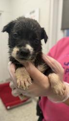 Shelter Stray Female Dog last seen Near Highland Ave, 64106, MO, 7077 Elmwood Ave, Kansas City, MO 64132, USA