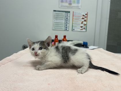 Shelter Stray Female Cat last seen Norledge Ave and N Drury Ave, 64123, MO, 7077 Elmwood Ave, Kansas City, MO 64132, USA