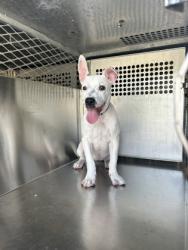 Shelter Stray Female Dog last seen Near SANDY LN, East District, TX, 355 Hillshire Dr, Haslet, TX 76052, USA