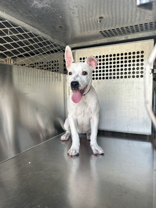 Shelter Stray Female Dog last seen Near SANDY LN, East District, TX, 355 Hillshire Dr, Haslet, TX 76052, USA
