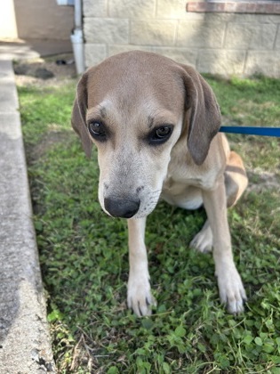 Shelter Stray Female Dog last seen Near EA LOOP 820 SOUTH FWY, East District, TX, 355 Hillshire Dr, Haslet, TX 76052, USA