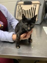 Shelter Stray Female Cat last seen Near Randol Mill Rd, East District, TX, 355 Hillshire Dr, Haslet, TX 76052, USA