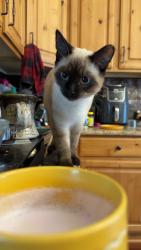 Reunited Female Cat last seen 106th and elm, Thornton, CO 80233