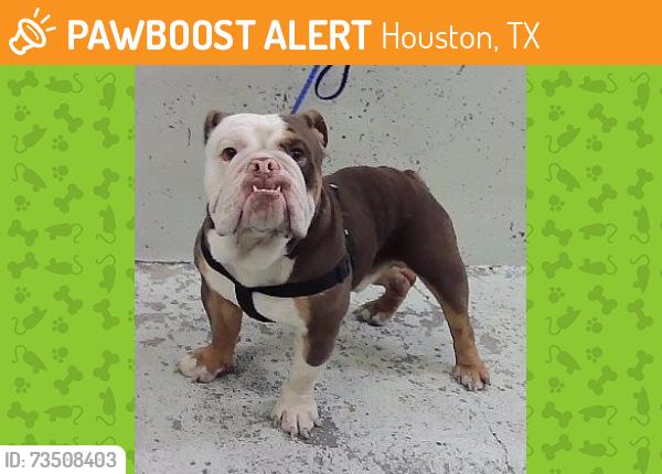 Found/Stray Male Dog last seen Near Block Sycamore Springs-77339, Houston, TX 77339