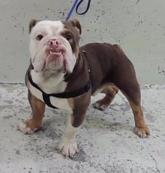 Found/Stray Male Dog last seen Near Block Sycamore Springs-77339, Houston, TX 77339