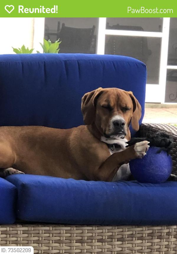 Reunited Female Dog last seen Enrique dr, The Villages, FL 32162