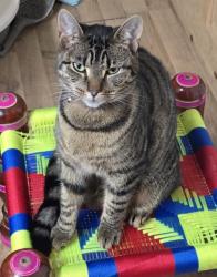 Lost Female Cat last seen Holbeck old jtf, Holbeck, England 