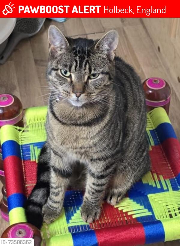 Lost Female Cat last seen Holbeck old jtf, Holbeck, England 