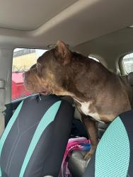 Reunited Male Dog last seen Eastview Daycare daycare, Regina, SK 