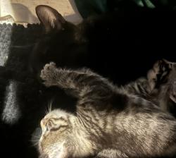 Reunited Female Cat last seen Toledo art museum, Toledo, OH 43607