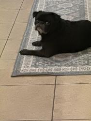 Lost Male Dog last seen Near Private Road 491, Leonard, TX 75452
