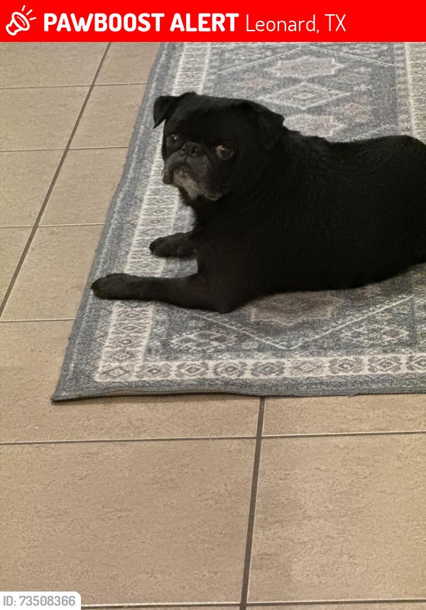 Lost Male Dog last seen Near Private Road 491, Leonard, TX 75452