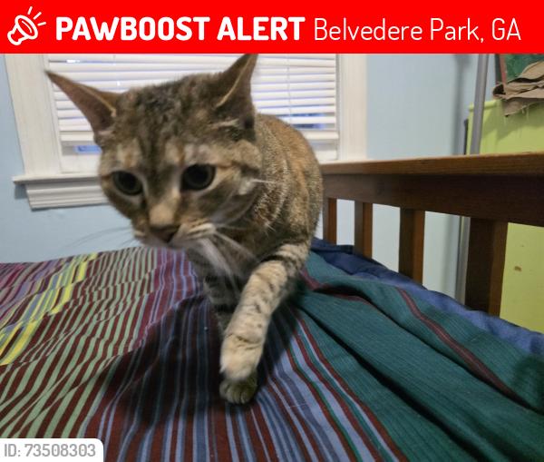 Lost Female Cat last seen Columbia dr @Memorial dr, Belvedere Park, GA 30032