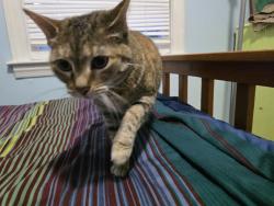 Lost Female Cat last seen Columbia dr @Memorial dr, Belvedere Park, GA 30032