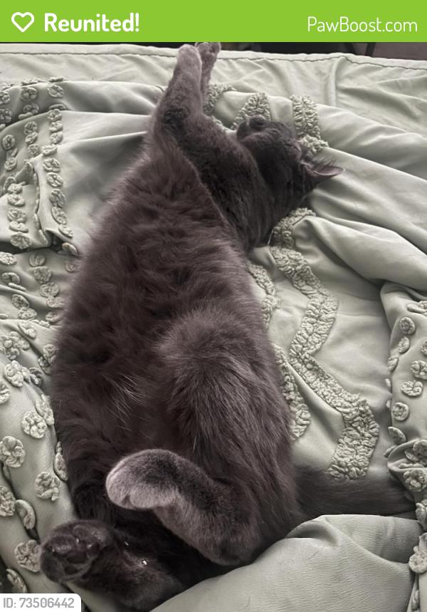 Reunited Male Cat last seen Hull Road, Fayetteville, NC, Fayetteville, NC 28303