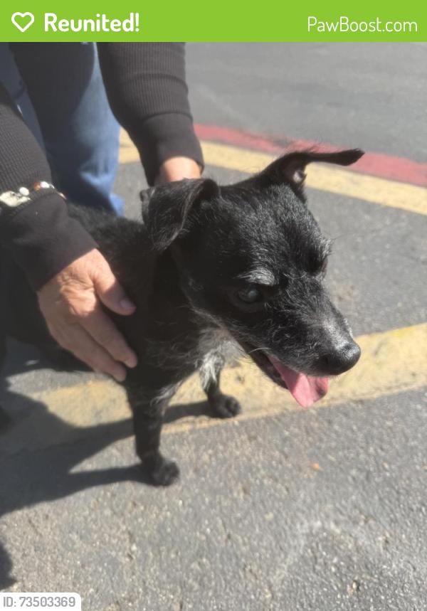 Reunited Unknown Dog last seen Lowe’s parking lot, Escondido, CA 92025