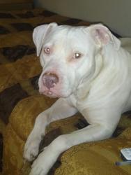 Lost Female Dog last seen Monarch and King, St. Louis, MO 63136