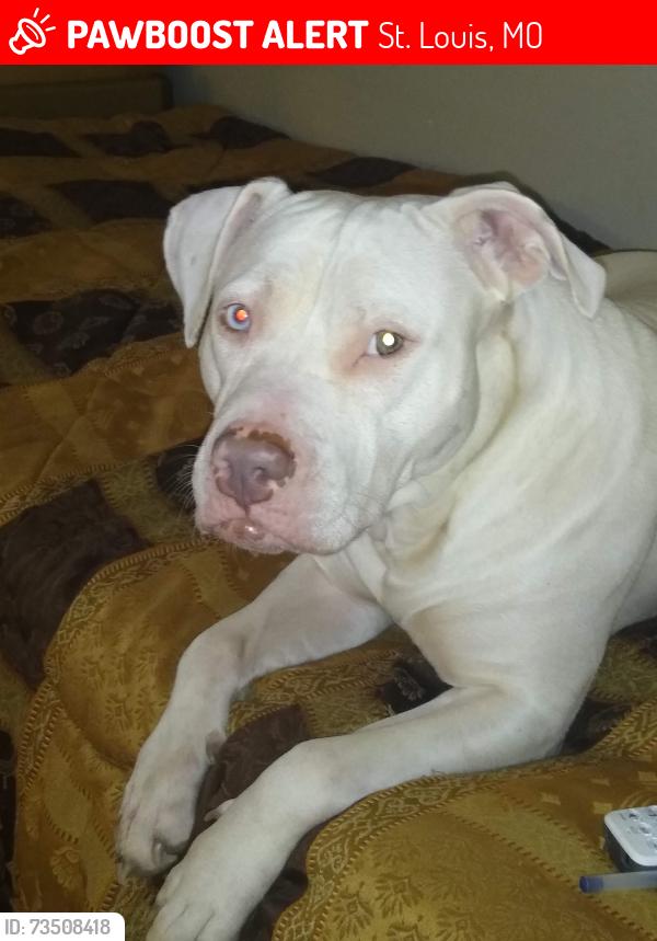 Lost Female Dog last seen Monarch and King, St. Louis, MO 63136